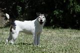 PARSON RUSSEL TERRIER 159